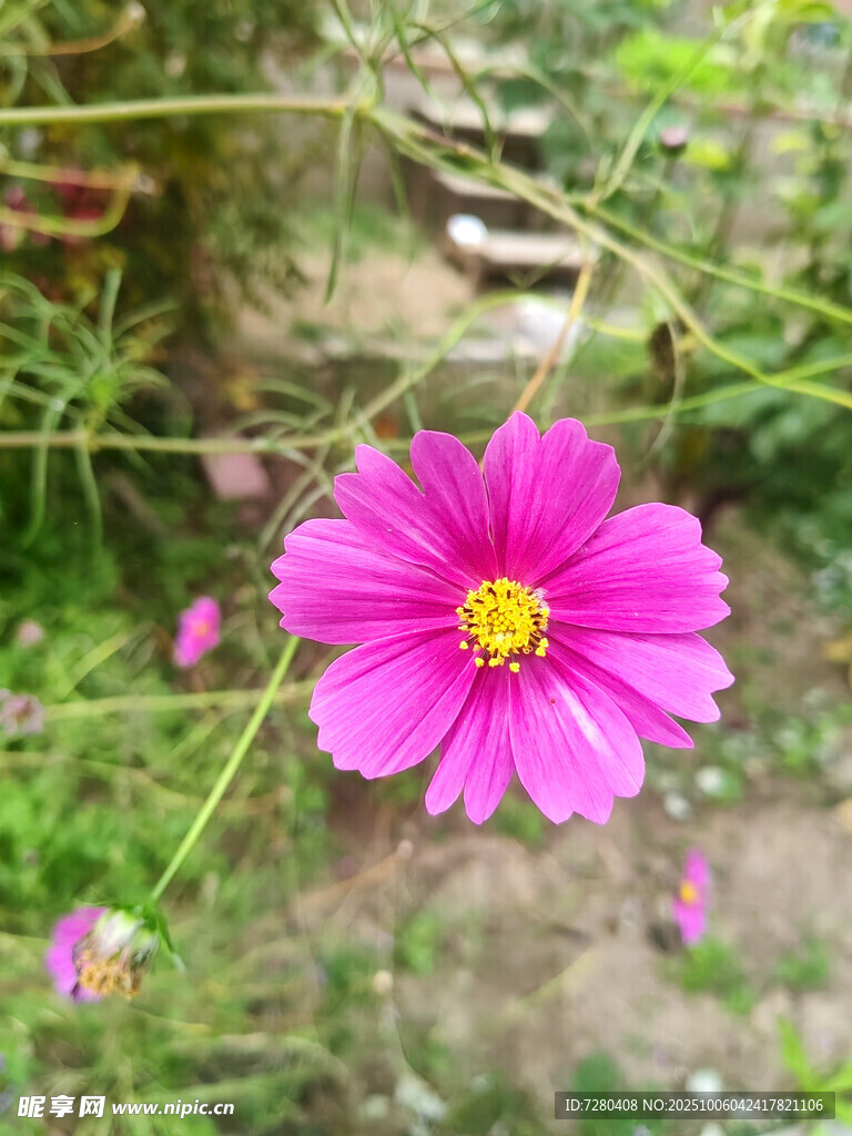娇艳粉色格桑花绽放