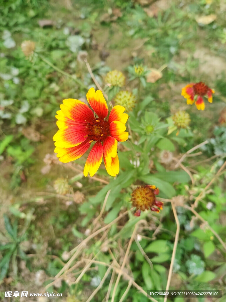 草地上的鲜艳双色花朵