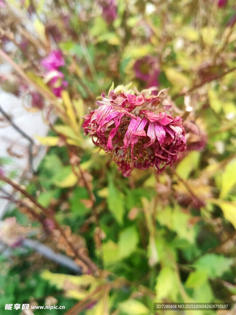 娇艳绽放的紫红色花卉