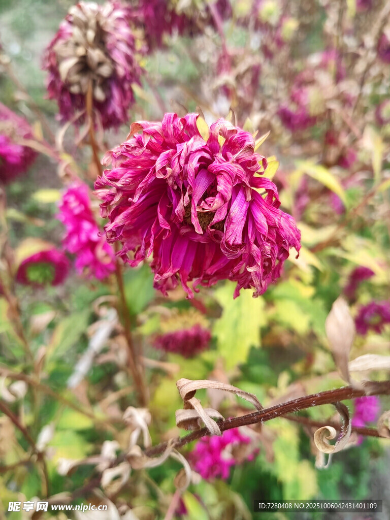 艳丽绽放的紫红色菊花