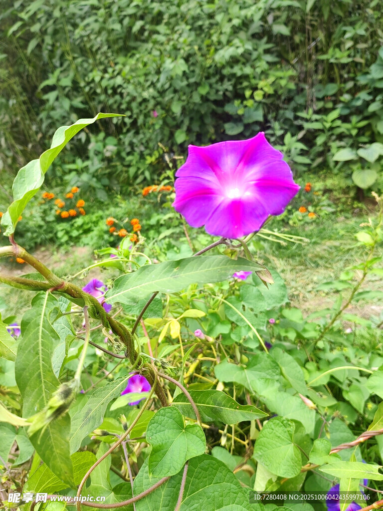 娇艳牵牛花绽放于绿植间