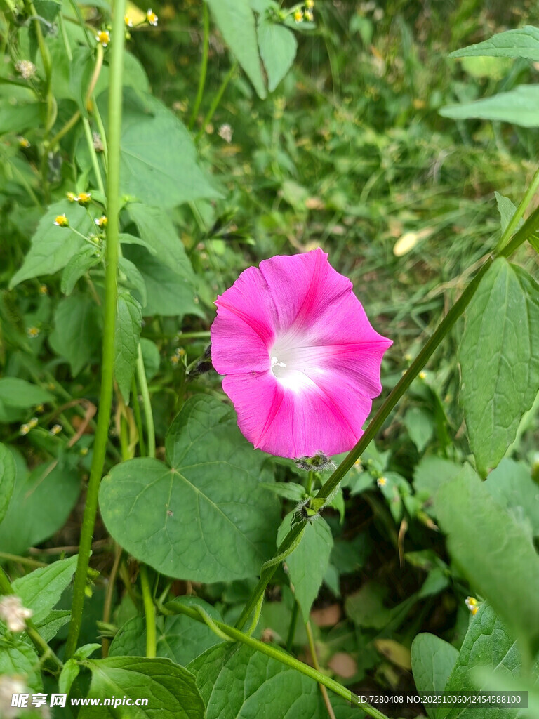粉色牵牛花绽放绿叶间