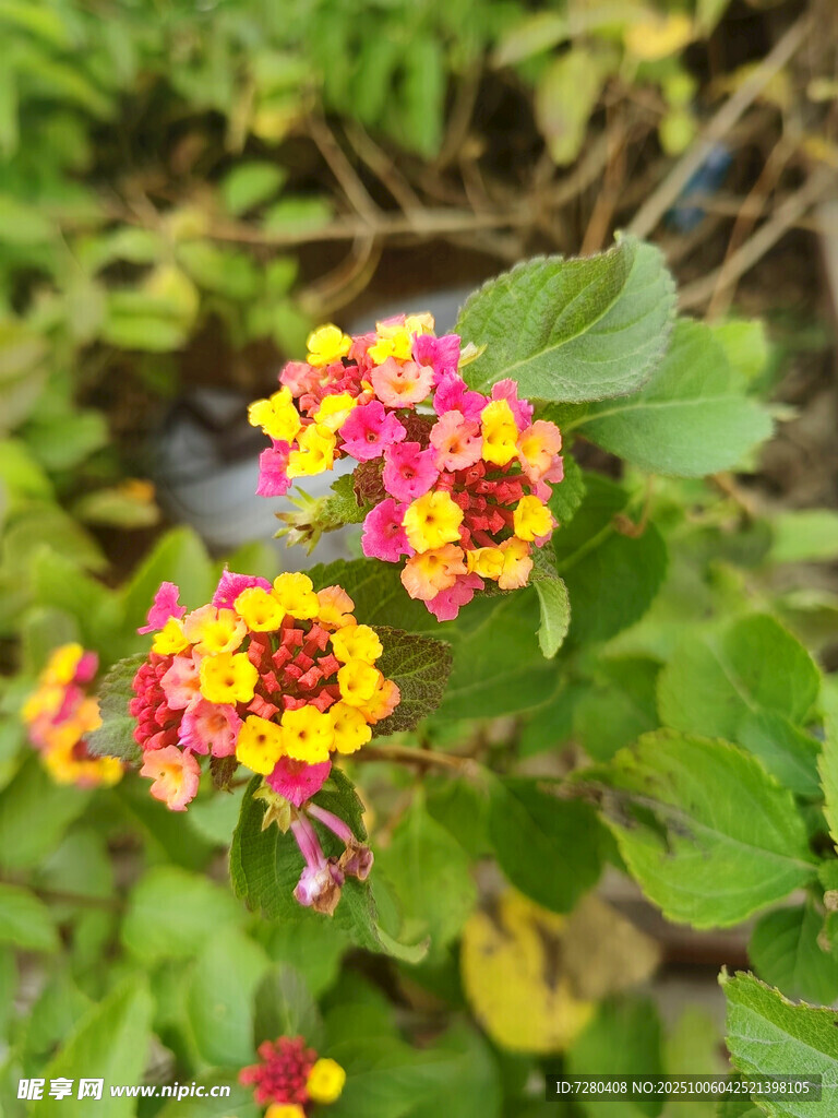 多彩马缨丹绽放