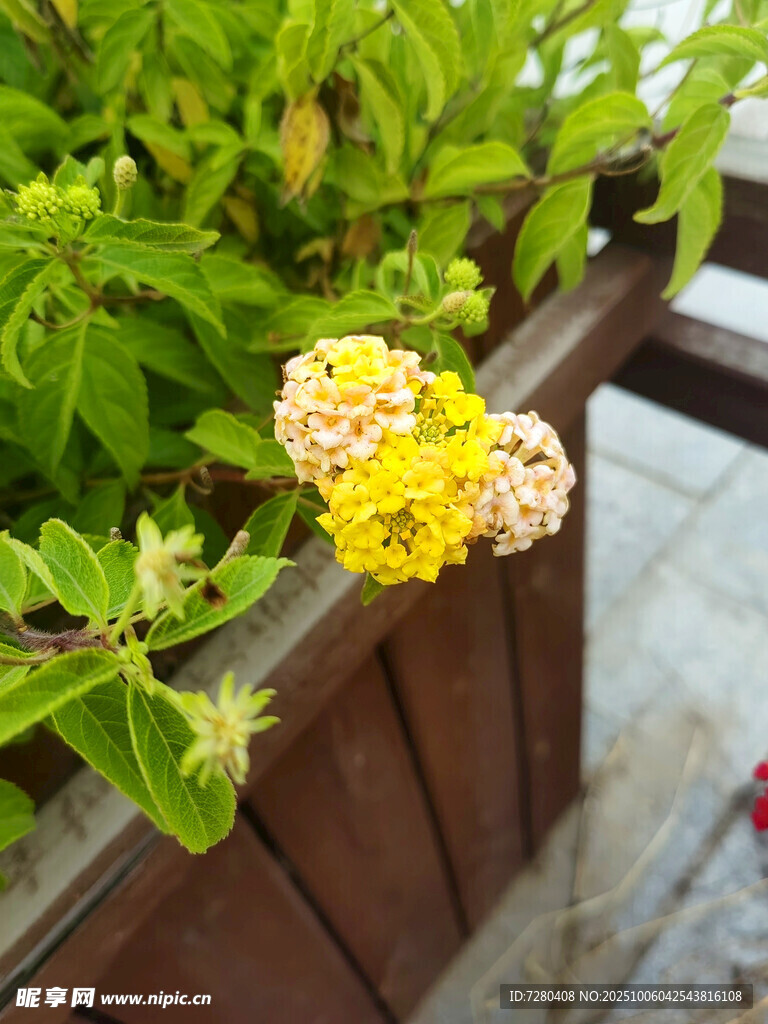 木架旁绽放的多彩马缨丹