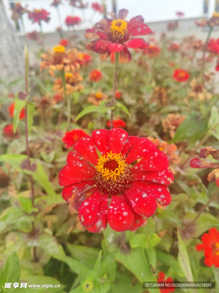 鲜艳百日菊绽放生机