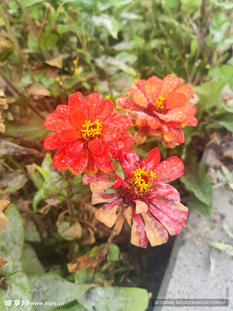 娇艳多姿的红色花卉