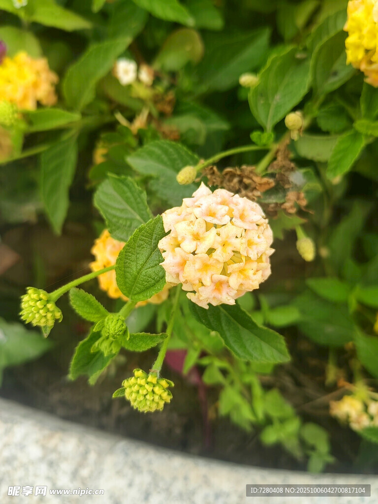 黄色小花绽放绿叶间