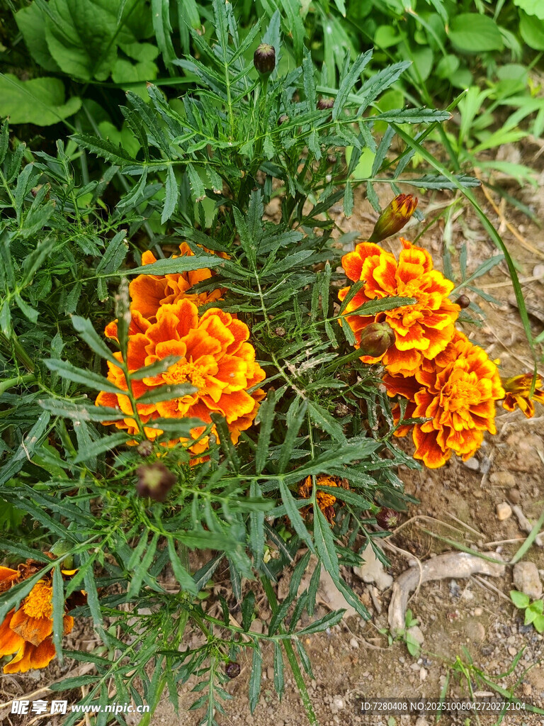 橙色万寿菊绽放于草地