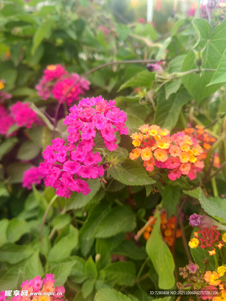 多彩缤纷的马缨丹花丛