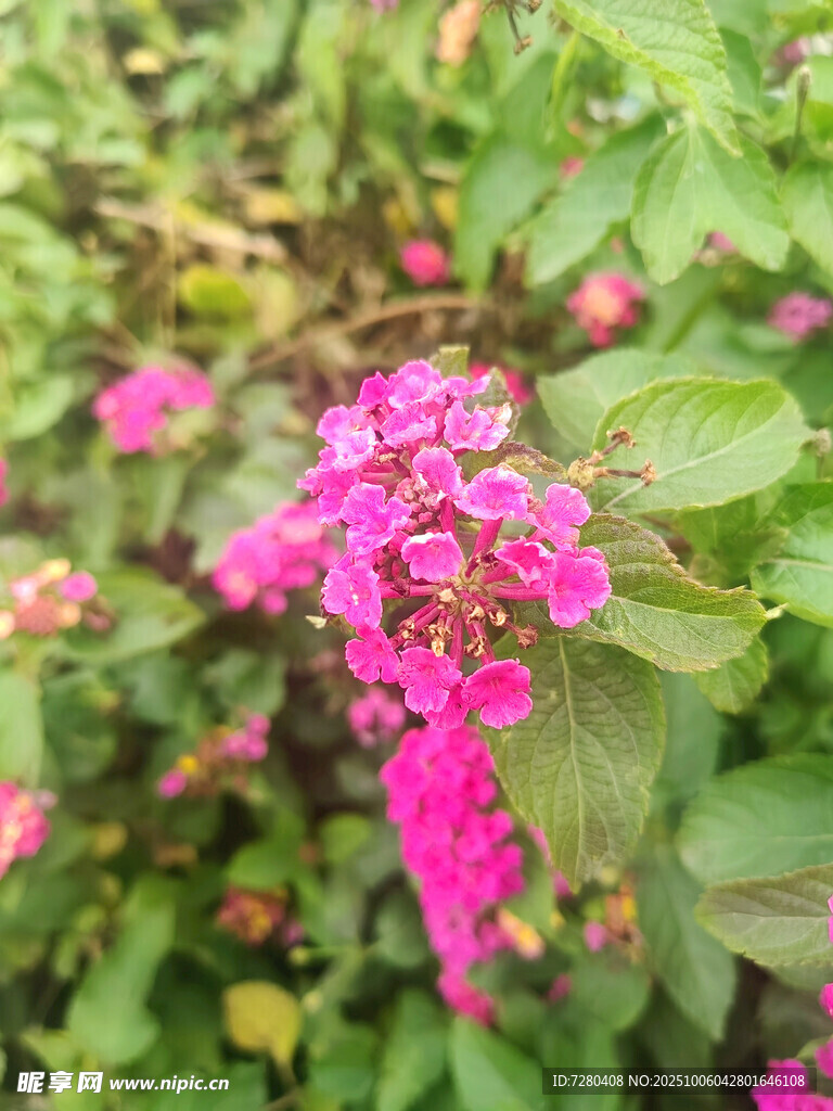 娇艳粉色花卉绽放