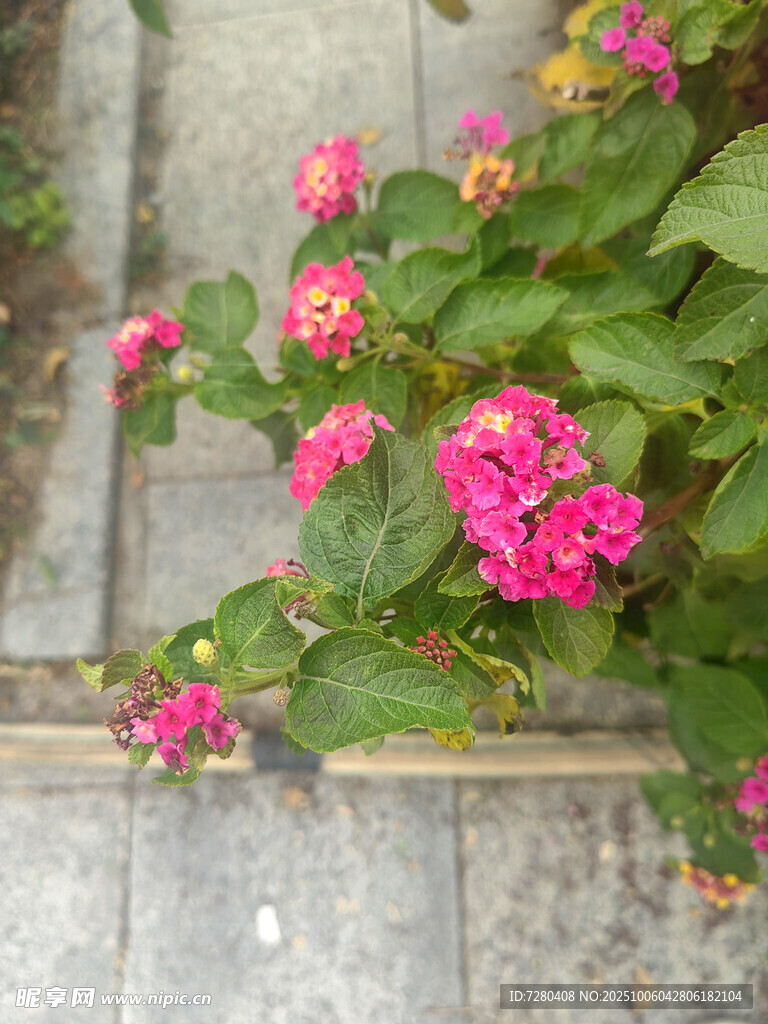 粉色花朵绽放于绿叶间