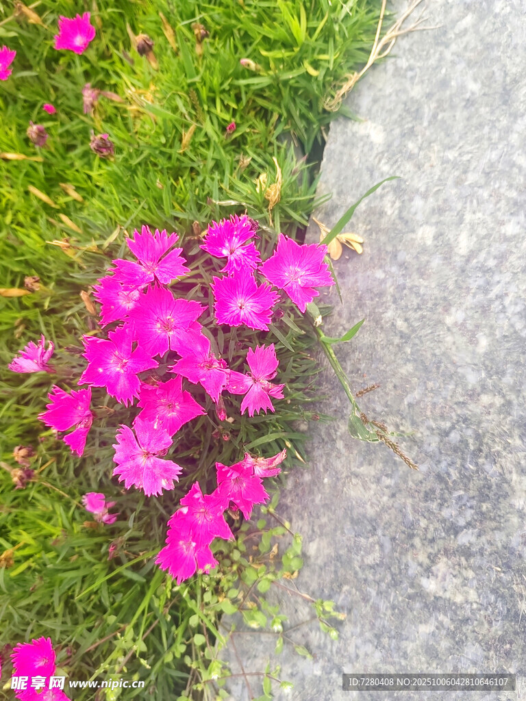 路边绽放的艳丽粉色小花