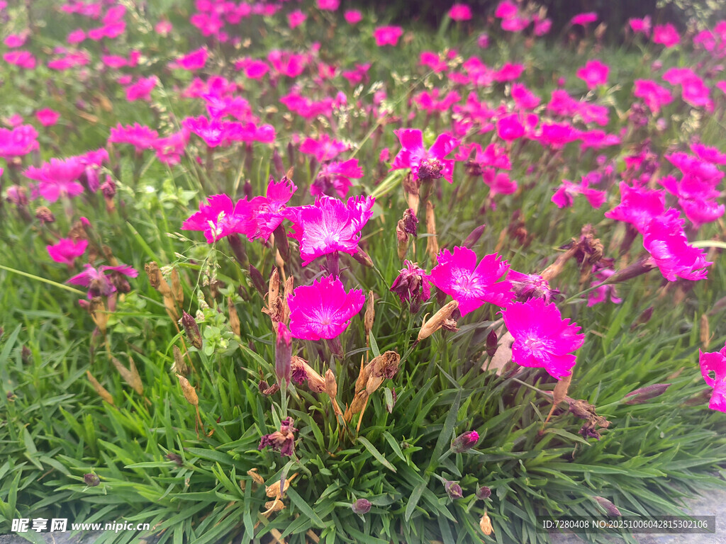 粉色花朵绽放的美丽花田