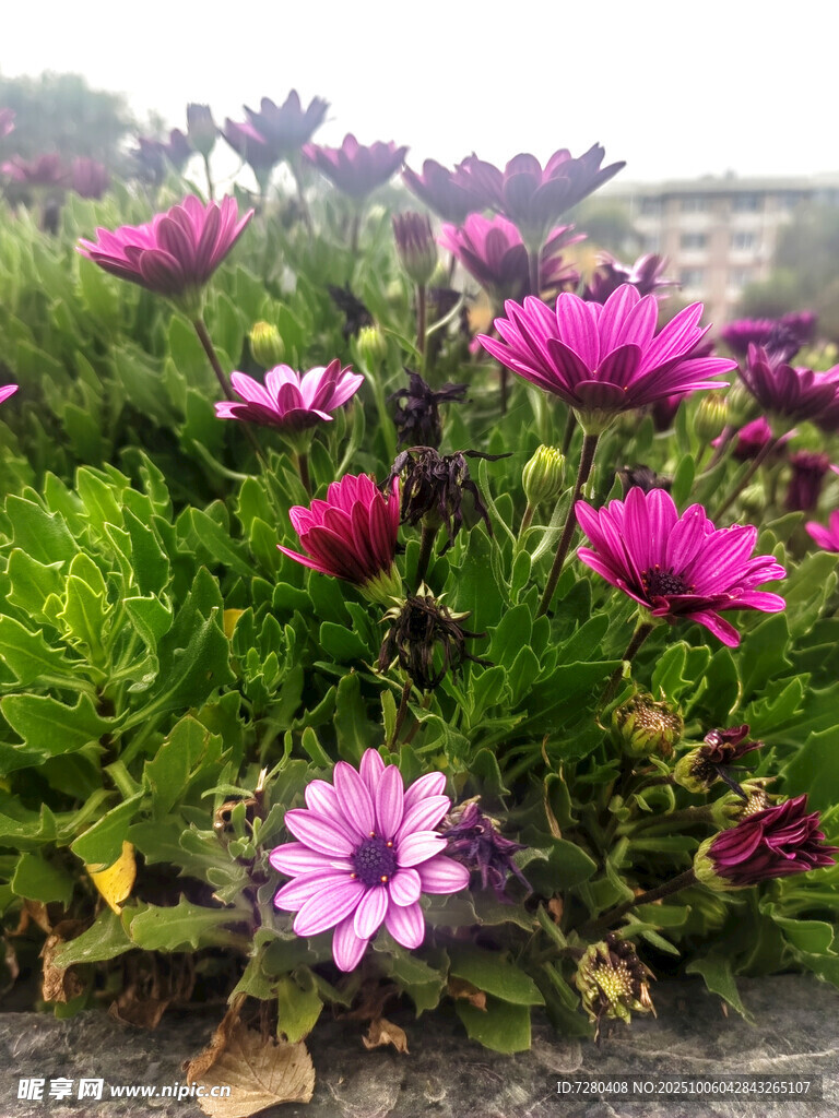 绽放的美丽紫色花朵