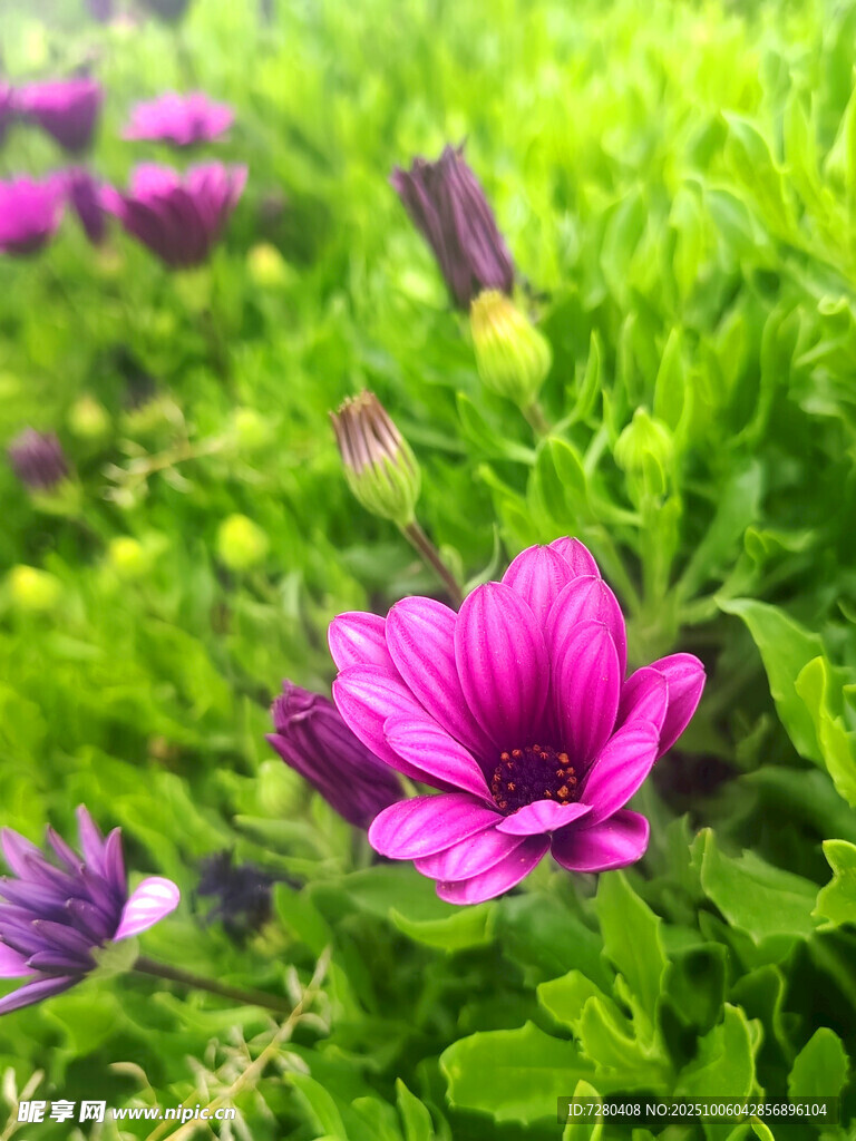 娇艳绽放的粉色花卉