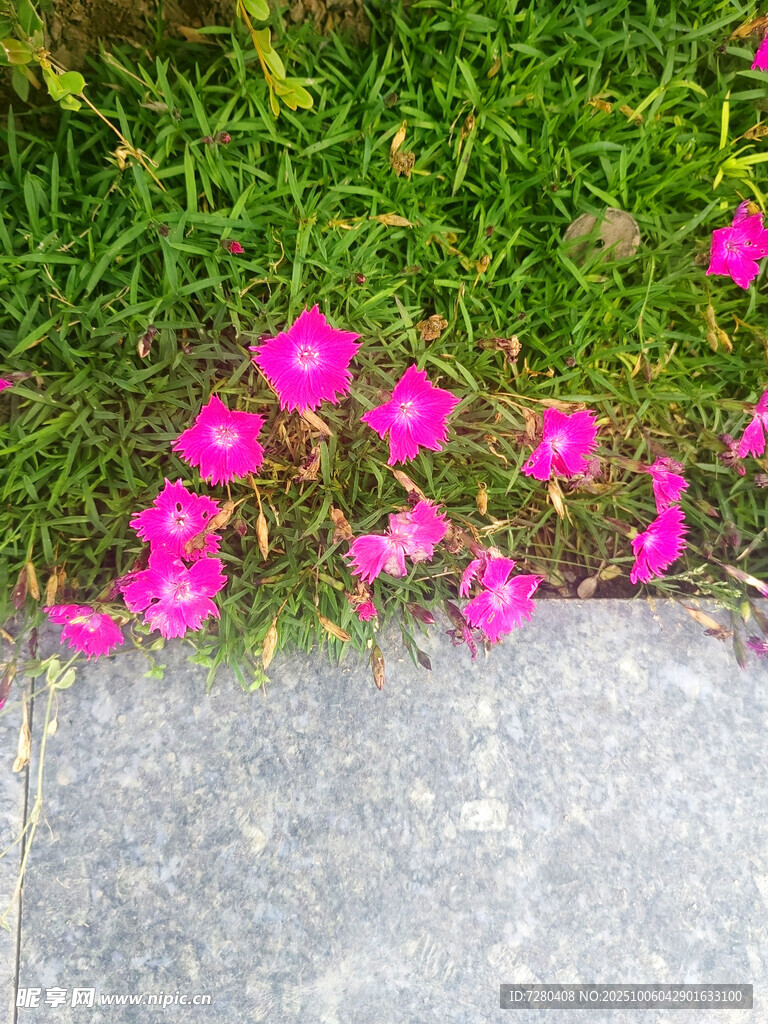 路边绽放的粉色小花