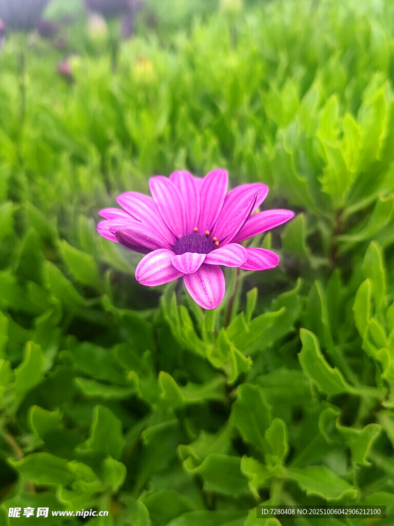 绿叶丛中的娇艳粉花