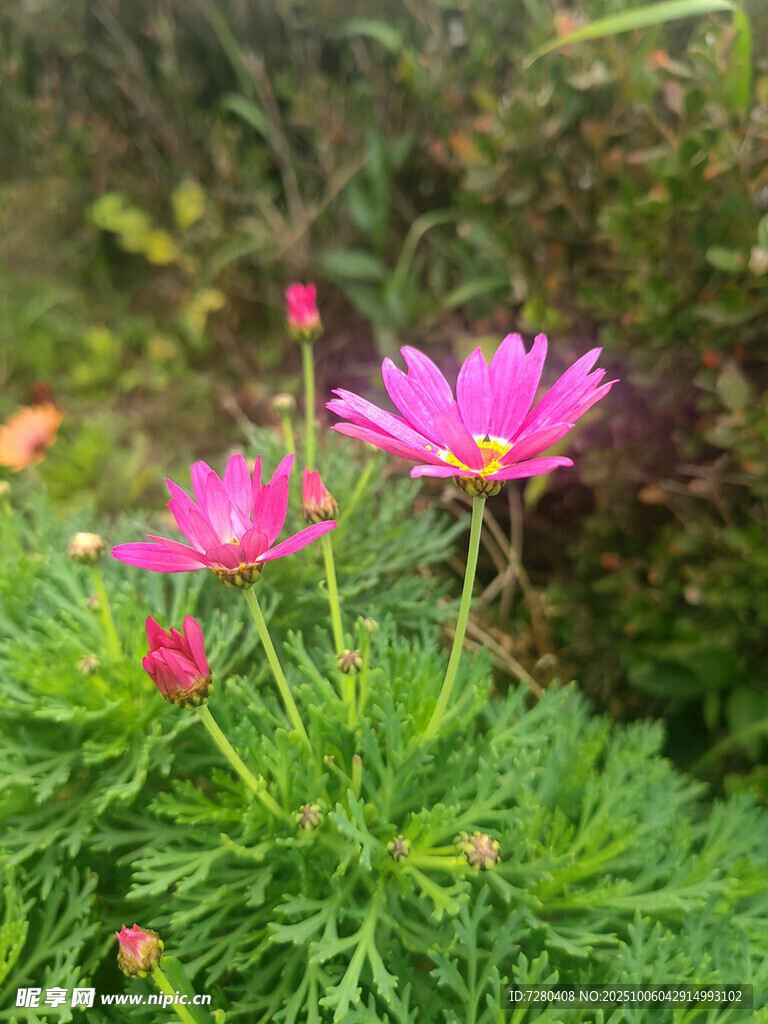娇艳波斯菊绽放于绿野