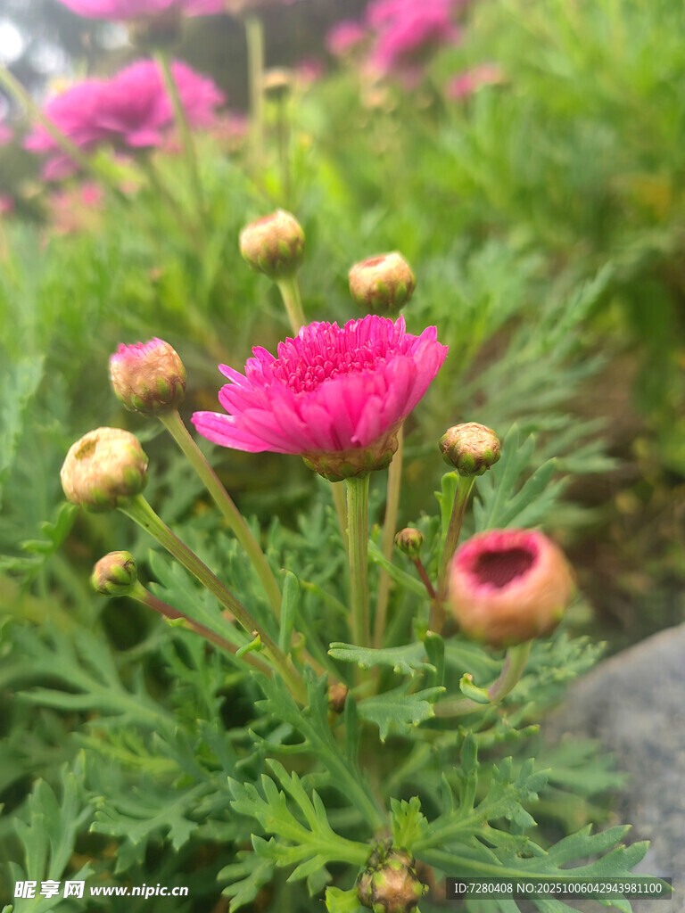 娇艳粉色花朵绽放绿意中