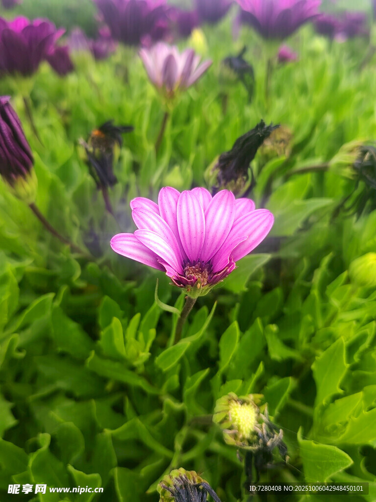粉花绽放于葱郁绿植间