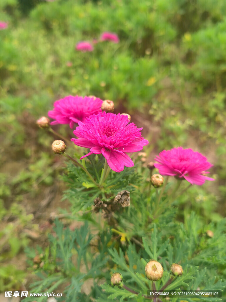 娇艳粉色花朵绽放绿意间
