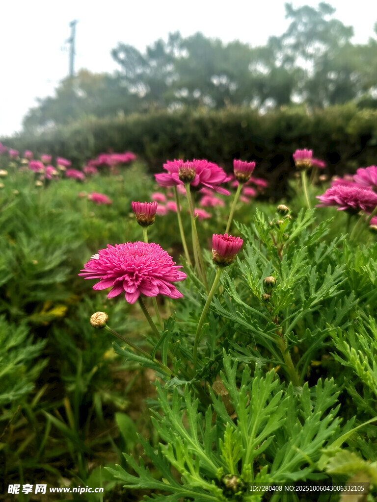 粉色花朵绽放于绿植间
