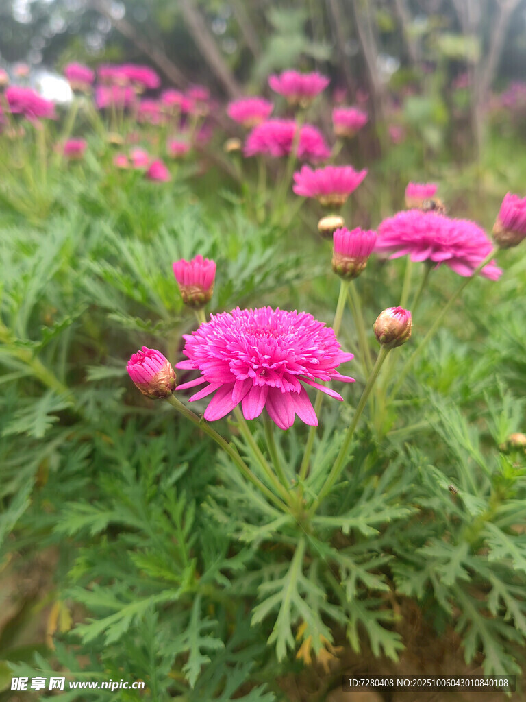 娇艳绽放的粉色菊花
