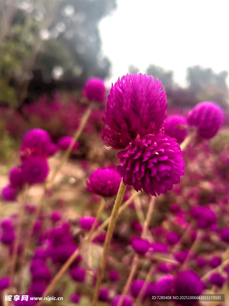 紫色绒球花绽放美景