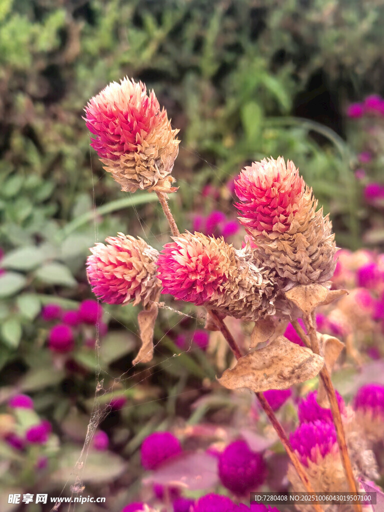 艳丽多彩的花朵绽放