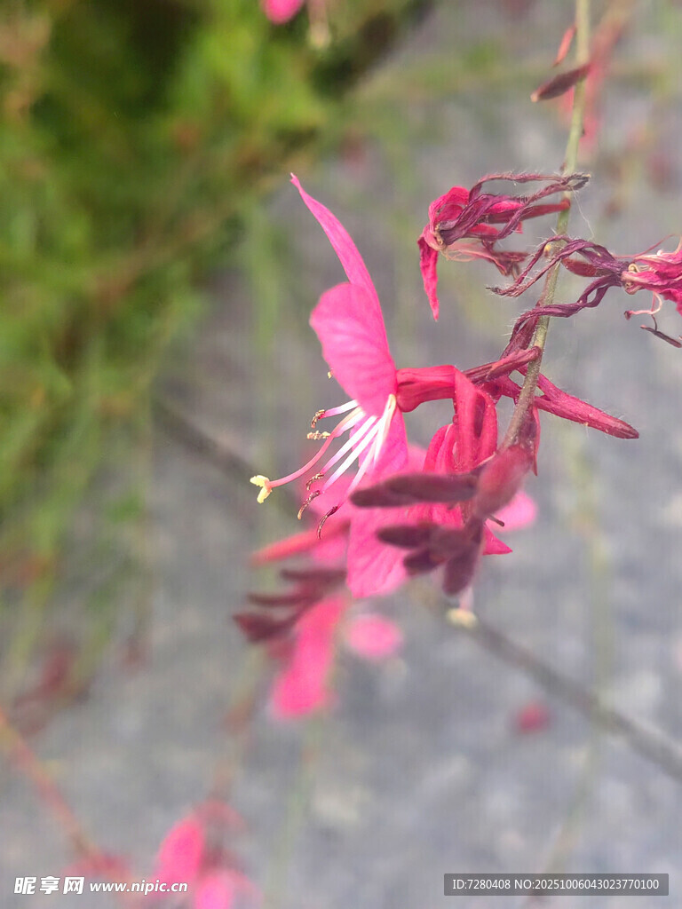 娇艳粉色吊钟花绽放