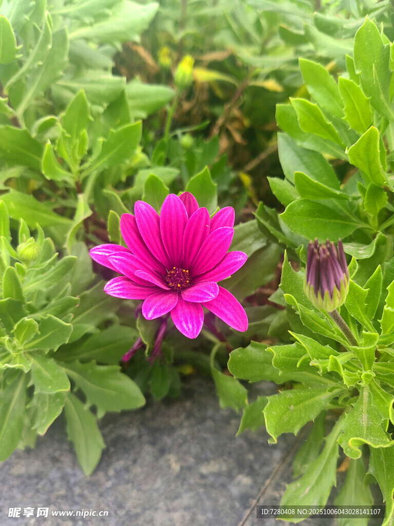 娇艳粉花绽放于绿叶间