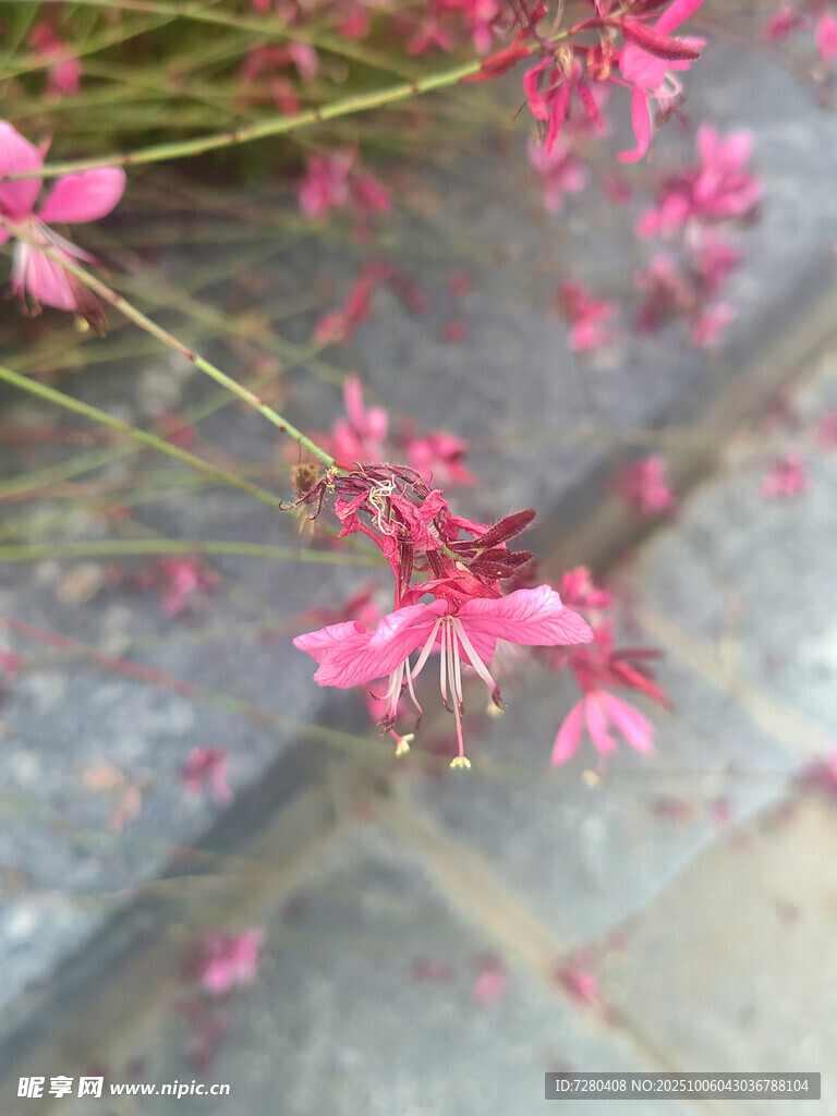 粉色小花绽放于石阶旁