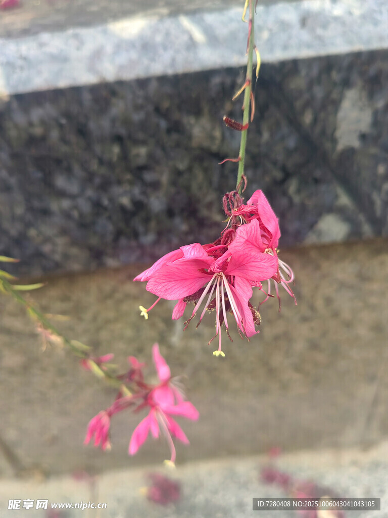 娇艳粉色花朵垂落