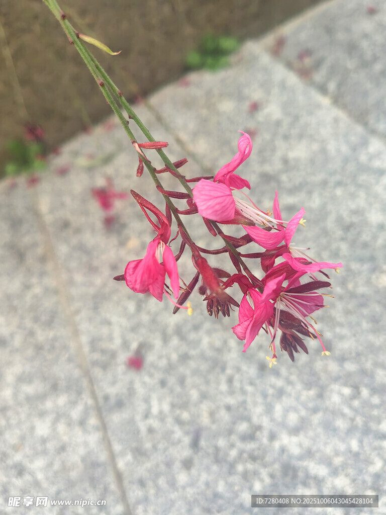 粉色小花绽放于石旁