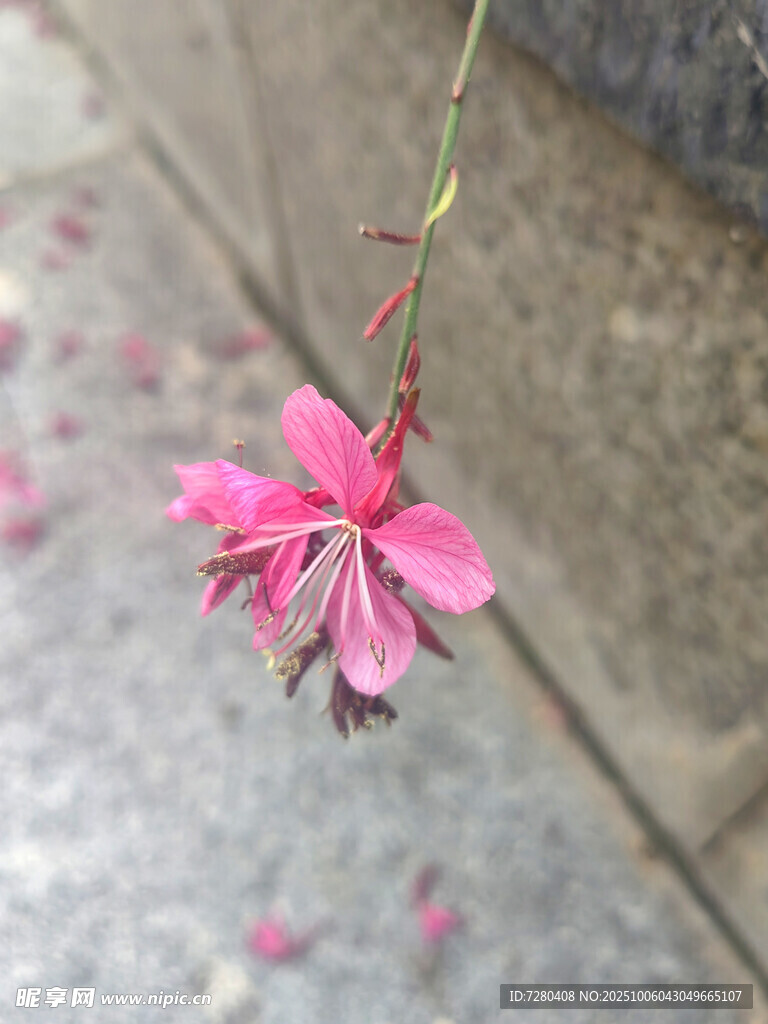 娇艳垂落的粉色花朵