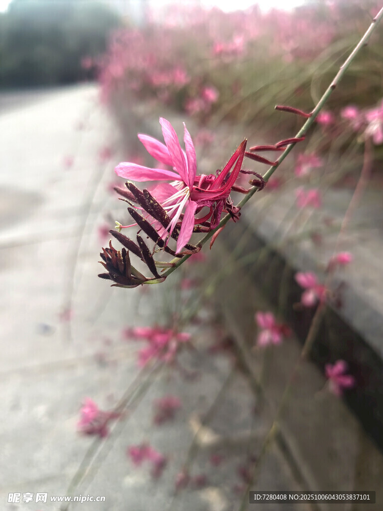 墙边绽放的粉色小花