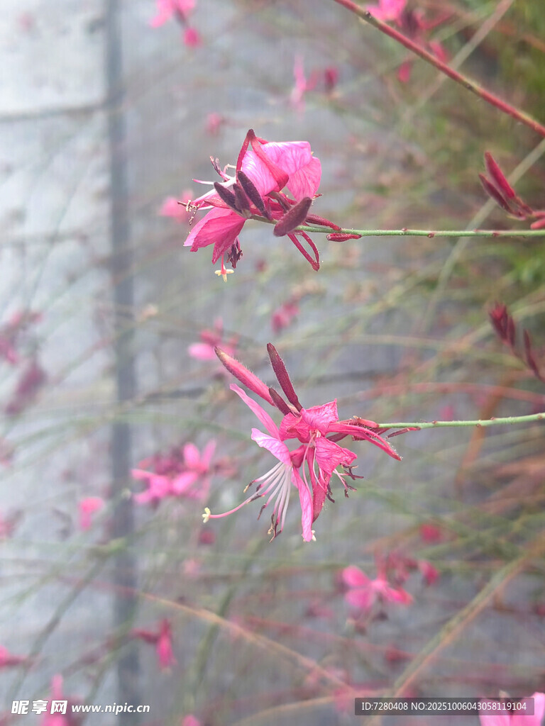 娇艳粉色花朵绽放