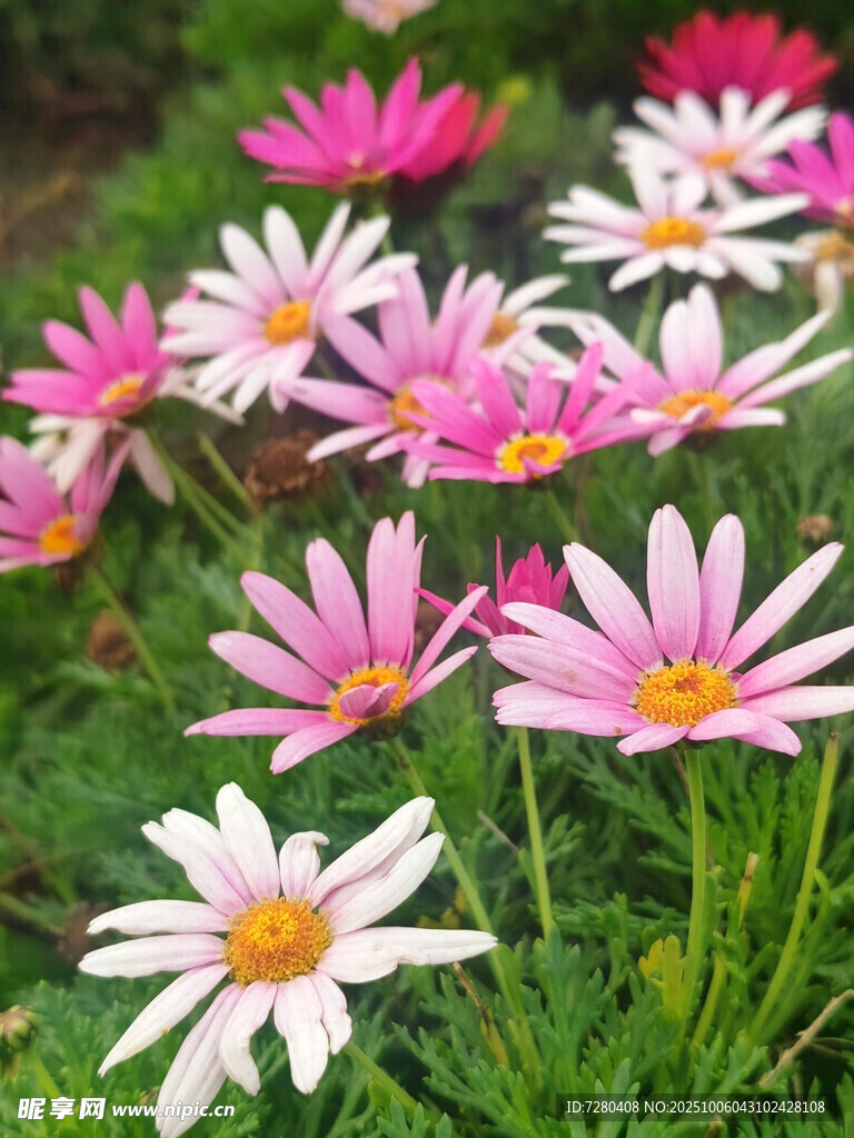 缤纷雏菊绽放于绿意间