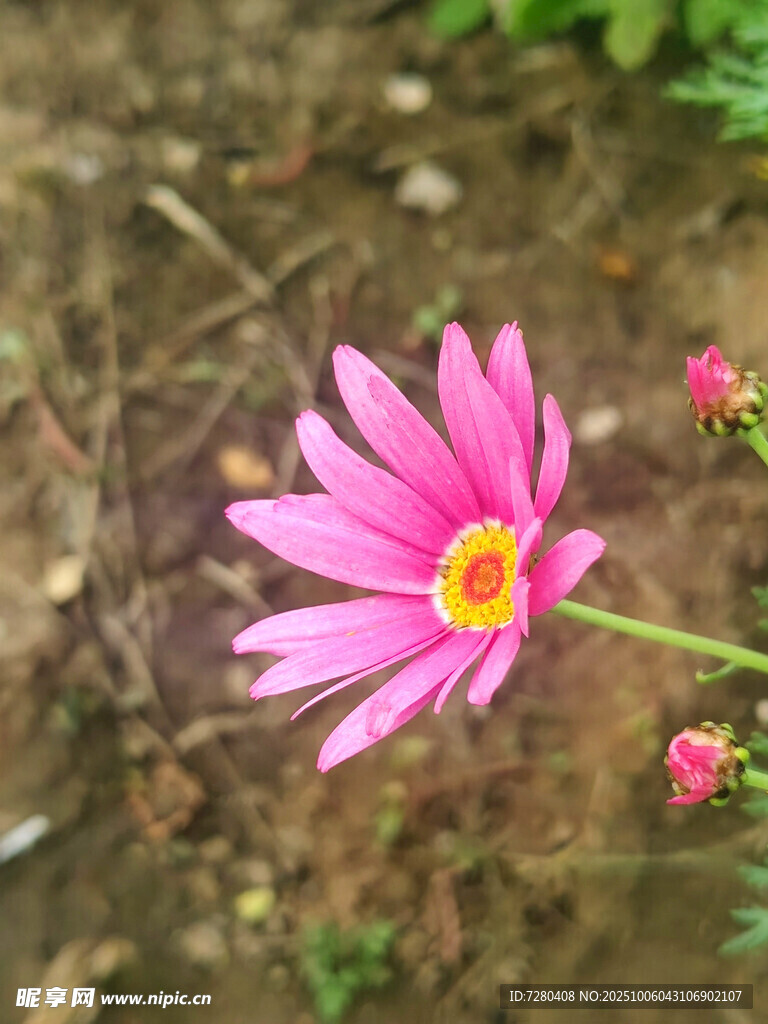 粉色雏菊绽放于泥土间