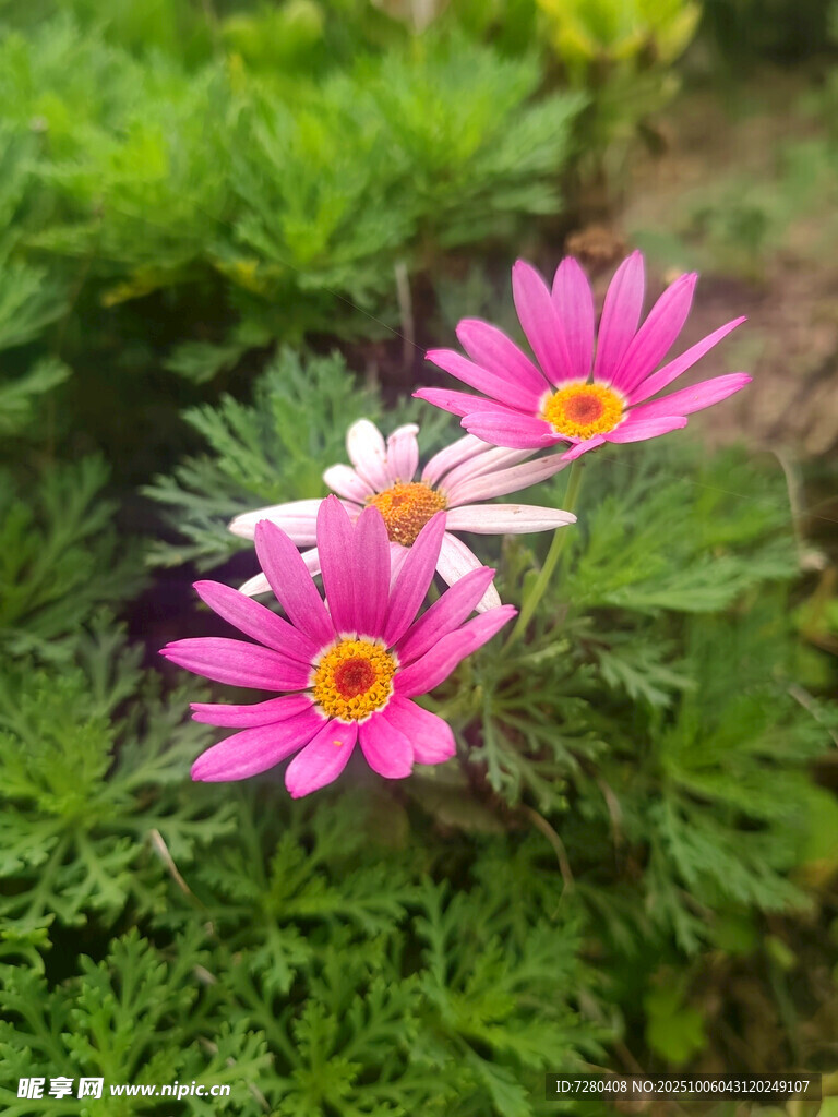 娇艳绽放的多彩小雏菊