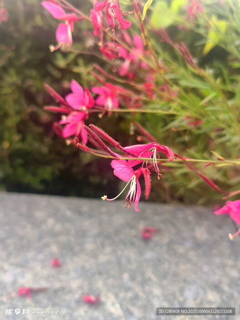 娇艳粉花绽放于石旁