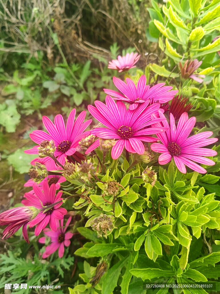 艳丽粉色花朵绽放绿叶间
