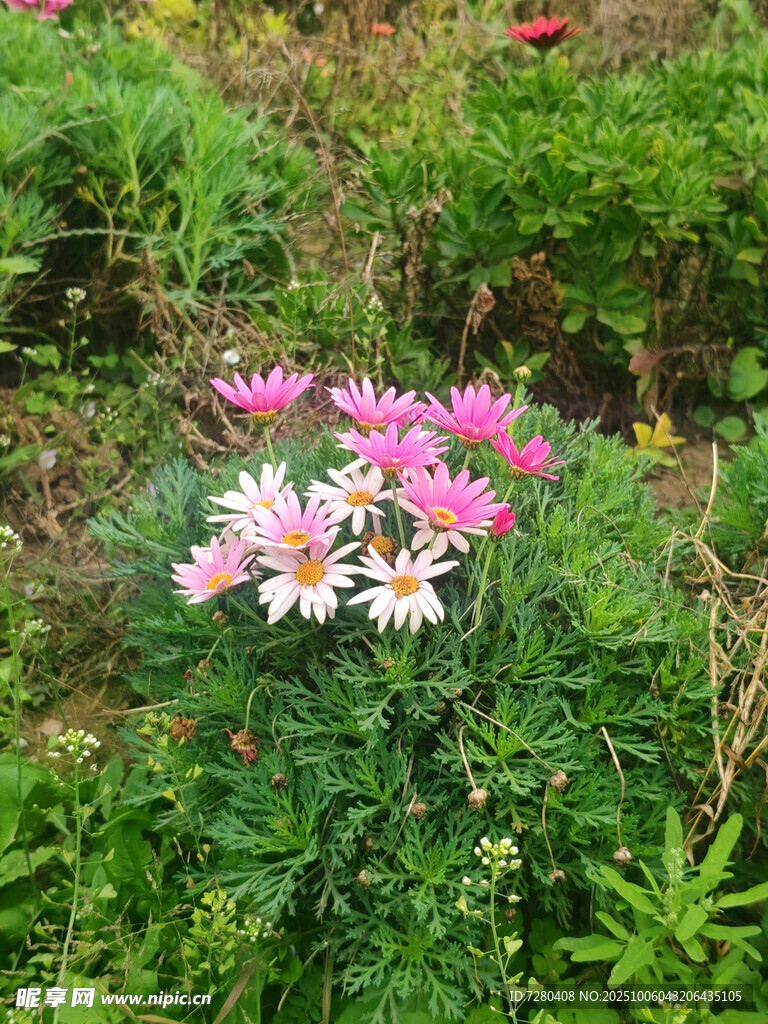 花丛中的多彩花卉