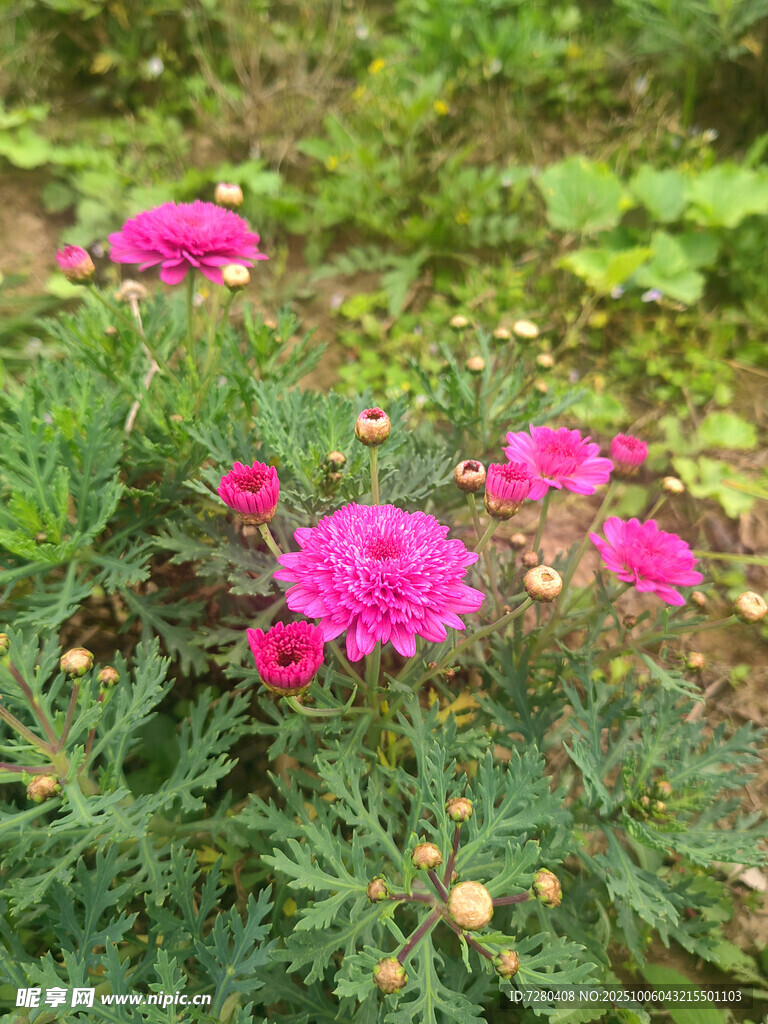 粉色花朵绽放于绿植间