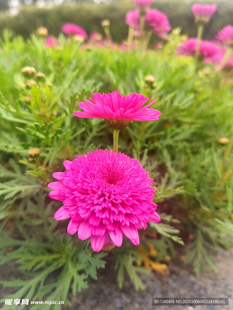 娇艳粉色菊花绽放