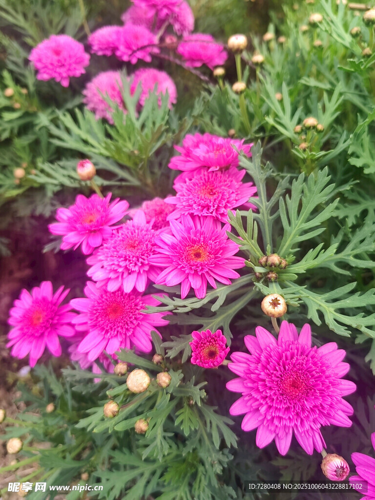 艳丽粉色菊花绽放