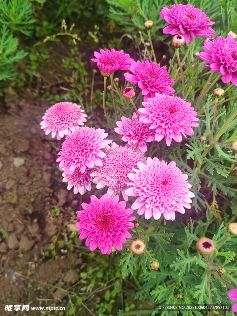 娇艳粉色菊花绽放