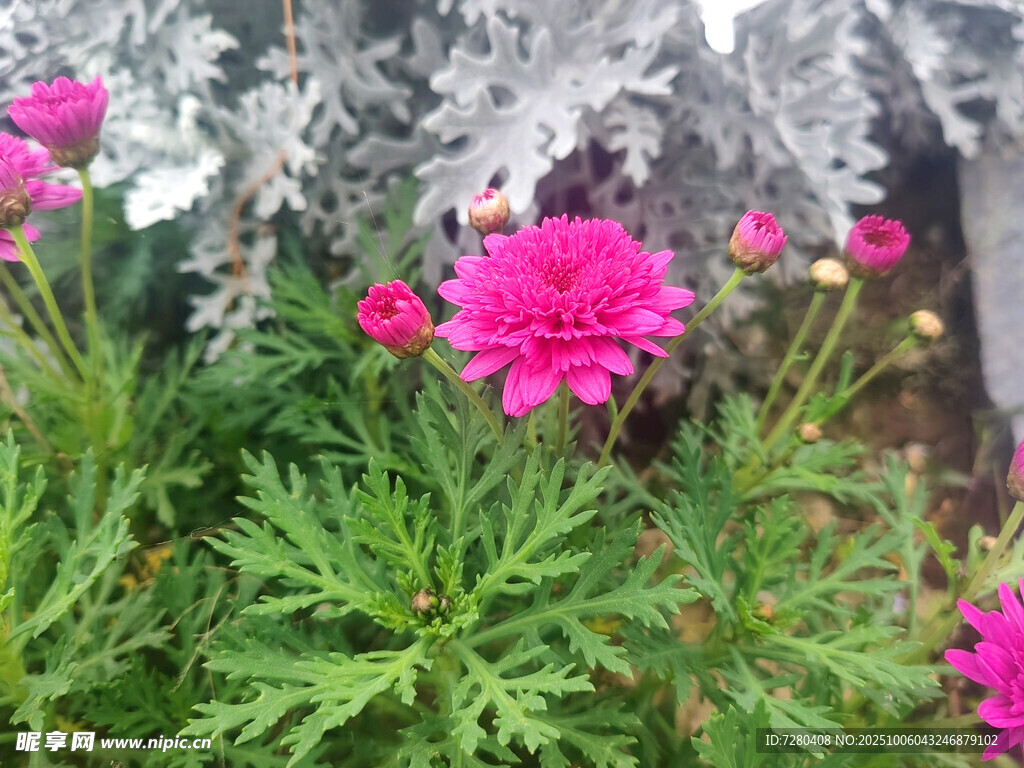 娇艳粉色花朵绽放绿植间