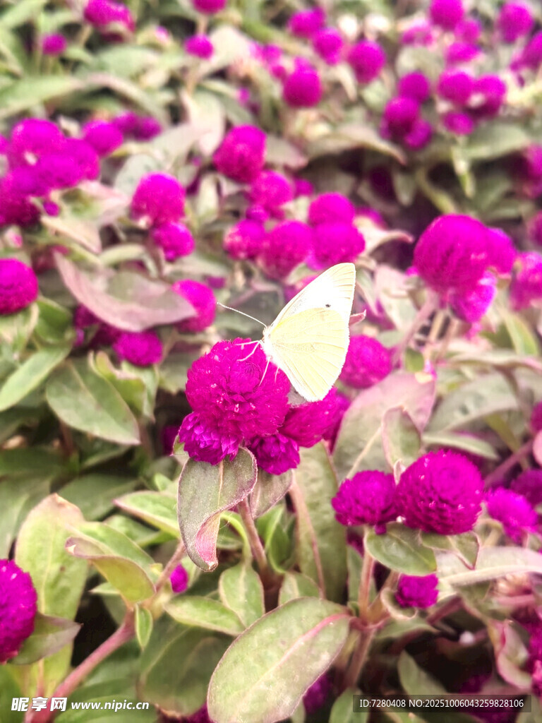 艳丽紫花植物特写