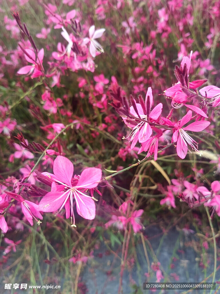 粉色烂漫花朵绽放美景